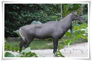 List of Mammals | Bhagwan Birsa Biological Park, Ranchi