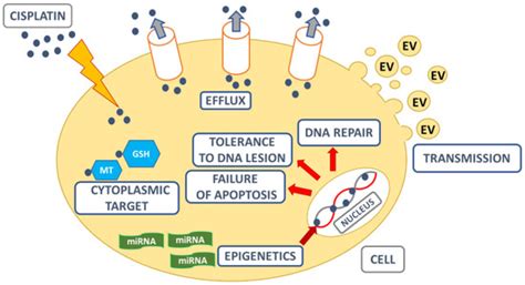 Molecular Mechanisms of Chemoresistance Induced by Cisplatin in NSCLC ...