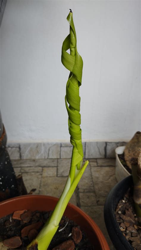 It's her first leaf and it's coming out so perfect 🥺🥺 : r/Monstera