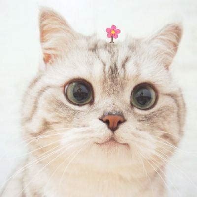 猫咪可爱高清头像 2020最新最萌猫咪头像图片大全 - 微信头像 - 潮人个性网