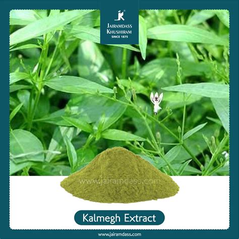 Manufacturer of Andrographis Paniculata Extract I Kalmegh extract - habitat of kalmegh