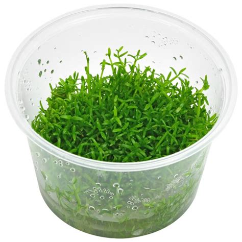AQUA LOUNGE ADA Microcarpaea minima, Tissue Culture Aquarium Plants ...