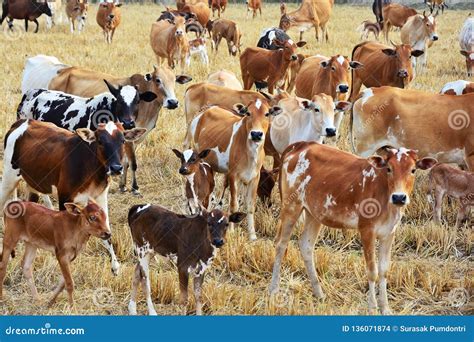 Group of Cow Herd is Feeding Grass in a Dry Field, Stock Photo - Image ...
