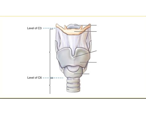 Larynx(voice box) Diagram — Printable Worksheet