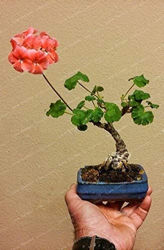 Mini Geranium Blue Seeds Flower Perennial Flower Pelargonium Peltatum ...