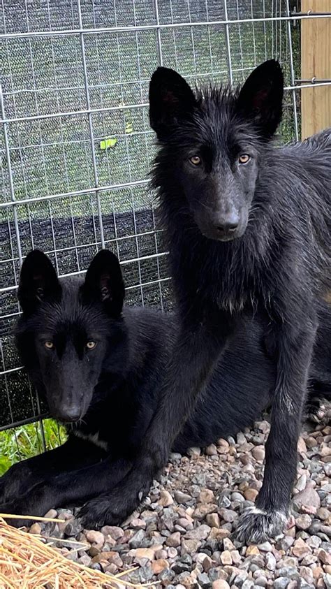 Black German Shepherd Wolf Mix Puppies