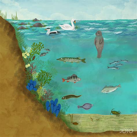 Baltic Sea biodiversity 2022 - Voice of the Ocean