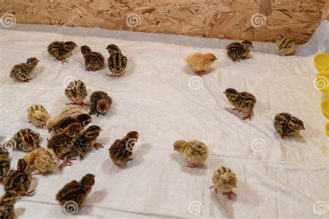 Image result for How to Brooder Quail Chicks