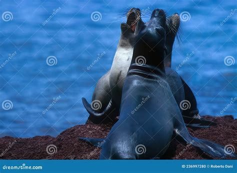 Sea Lion 的图像结果