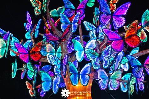 2021-2022 Woodland Park WildLanterns Seattle - I’m Shanna, your ...