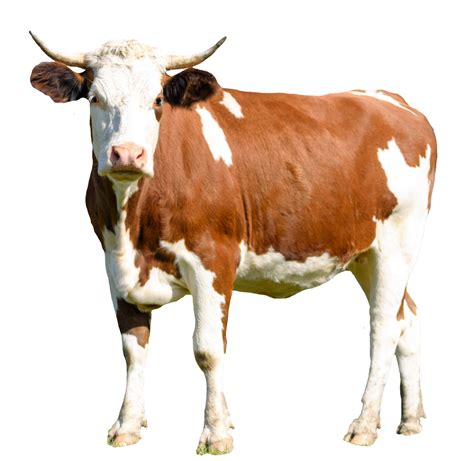 Image result for Cow Using Shapes On Python Turtle