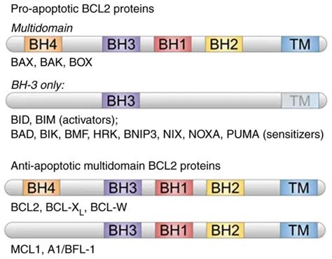 Bcf2 Structure 的图像结果