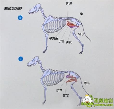 怎样区分大小阴唇？大阴唇是一对靠近两股内侧,纵长隆_圈子-新氧美容整形