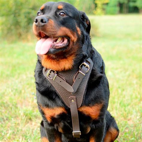 Rottweiler Police Dog In Action