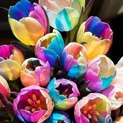 New 10 pcs Tulip Bulbs (Not Tulip Seeds), 19 colors available Tulips ...