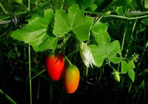 Generic Seeds Of IVY GOURD, Coccinia grandis, Coccinia indica: Amazon ...