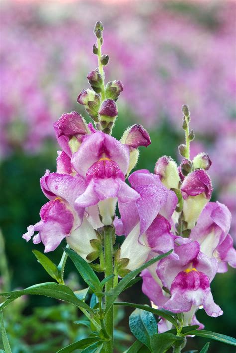 Growing Snapdragon Flowers - How To Care For Snapdragon Plants