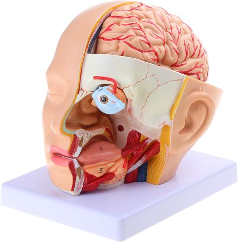 Amazon.com - GAOSHA Human Anatomy Head Skull Anatomical Model Human Cerebral Artery Anatomical ...