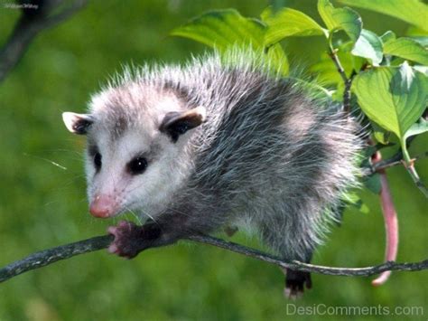 Angry Opossum - DesiComments.com