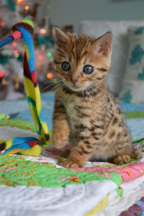 Baby Bengal Kittens Bengal Cat And Kitten Prices Iconic Bengal Cat