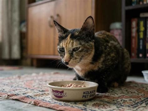 Scientists explain why your cat suddenly walks away from food halfway ...