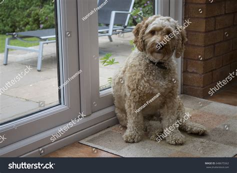 Image result for Cockapoo Dog Sitting Down