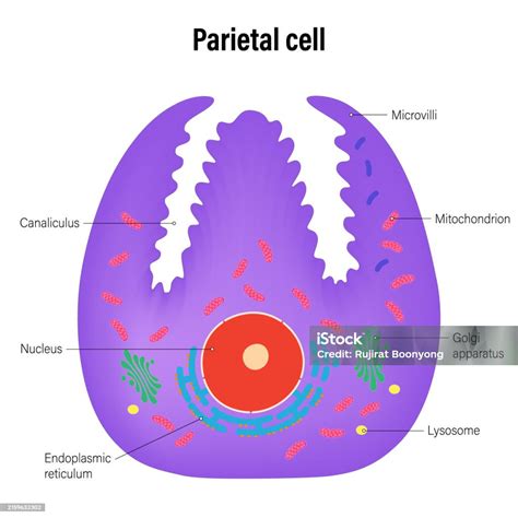 Parietal Cell Size Chart _ Megasporogenesis: Process, Types, Stages ...
