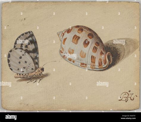 Scotch Bonnet Sea Shell High Resolution Stock Photography and Images ...