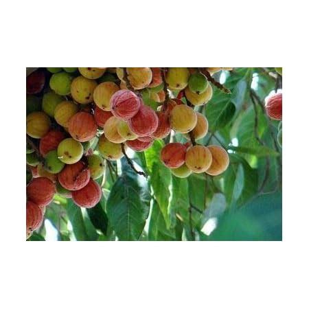 SHOP 360 GARDEN Ficus racemosa, Cluster fig tree, Indian fig tree, fig ...