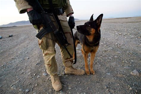 Belgian Malinois Military