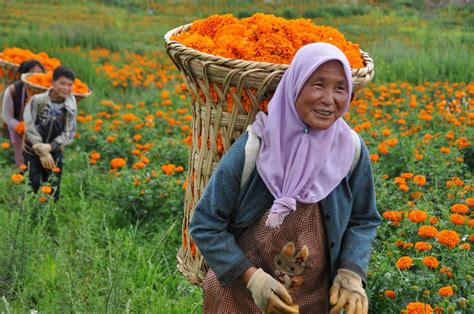 fotojournalismus:Farmers pick marigolds in Minzu village, Weining ...