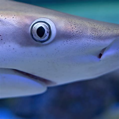 Florida Oceanographic Society | How Do Sharks See the World?