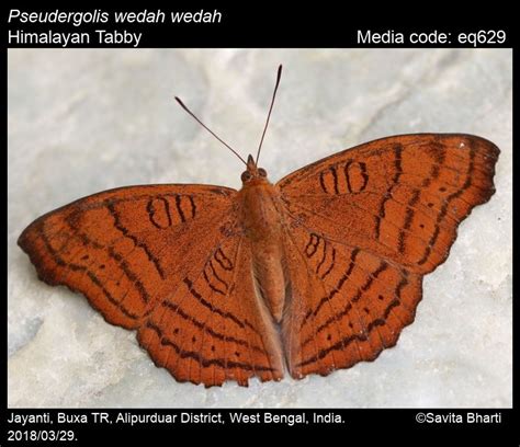 Pseudergolis wedah (Kollar, [1844]) - Tabby | Butterfly