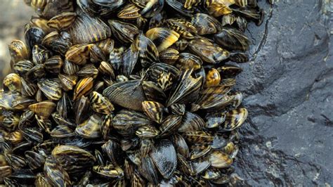 What Fish Eat Zebra Mussels? Natural Predators Of Invasive Species