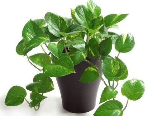 Yotova Fresh Live Money Plant for office desk balcony terrace garden ...