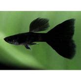 Shop Guppies at FRESHWATERAQUATICA | FRESHWATERAQUATICA