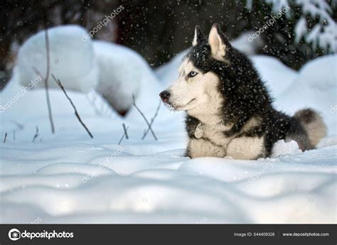 Husky Dog Lying Snow Siberian Husky Blue Eyes Winter Forest — Stock ...