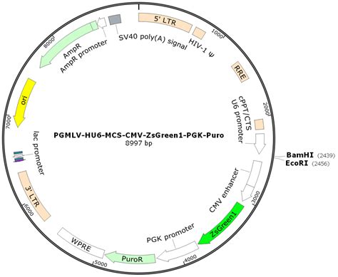 Effects of PTPN6 Gene Knockdown in SKM-1 Cells on Apoptosis, Erythroid ...