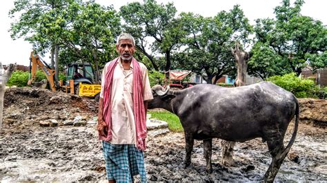 Yearly Floods in Bihar: Traditional Dairy Farmers Suffer | NewsClick