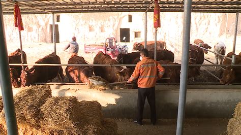重庆互联网养牛厂，重庆的养牛有哪些地方