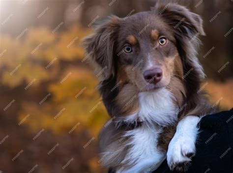 Are Australian Shepherds Brown