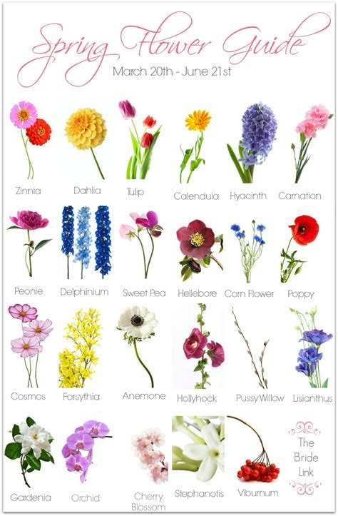 Types Of Flowers Pictures With Names