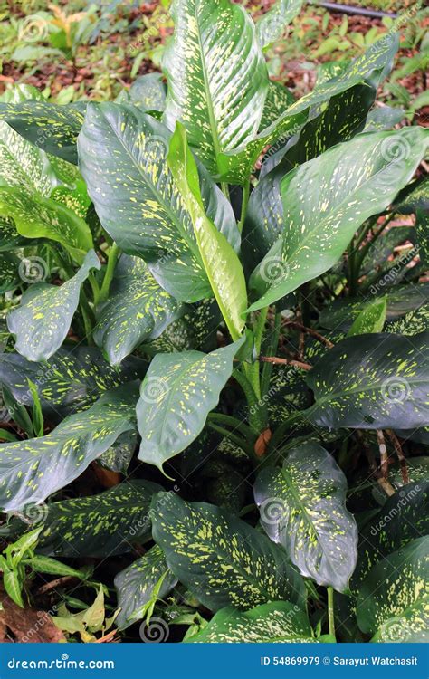 Dumb Cane Dieffenbachia Green Tropical Plant Leaves Isolated On White ...