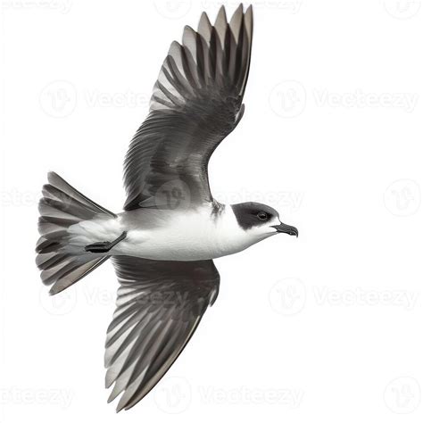 Image result for Petrel Features