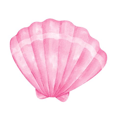 shell watercolor sea animal clip art 16766011 PNG