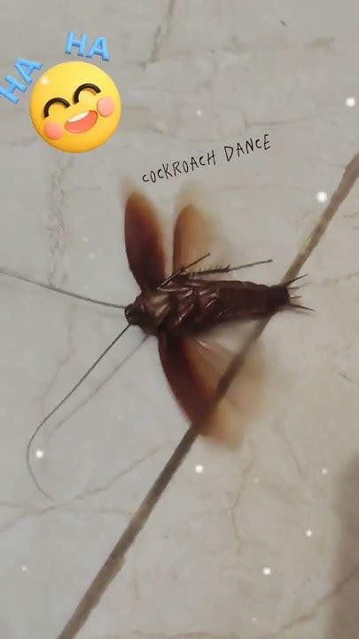 Cockroach Dance Challenge 的图像结果