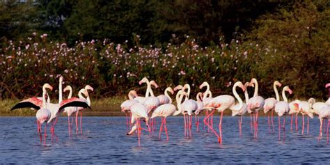 Visit these 15 places to witness wildlife and nature at its best!