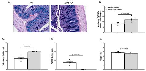 The Inherited Intestinal Microbiota from Myeloid-Specific ZIP8KO Mice ...