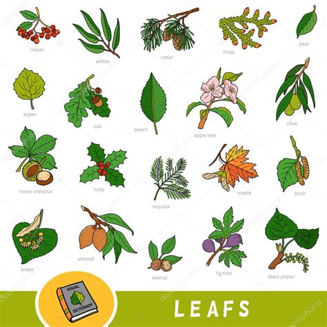 Hojas En Ingles Leaves at Deane Williams blog