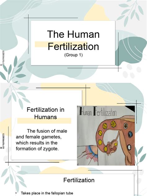 Image result for Human Internal Fertilization